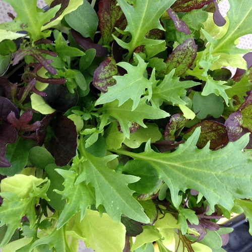 Salad Leaves Bright And Spicy